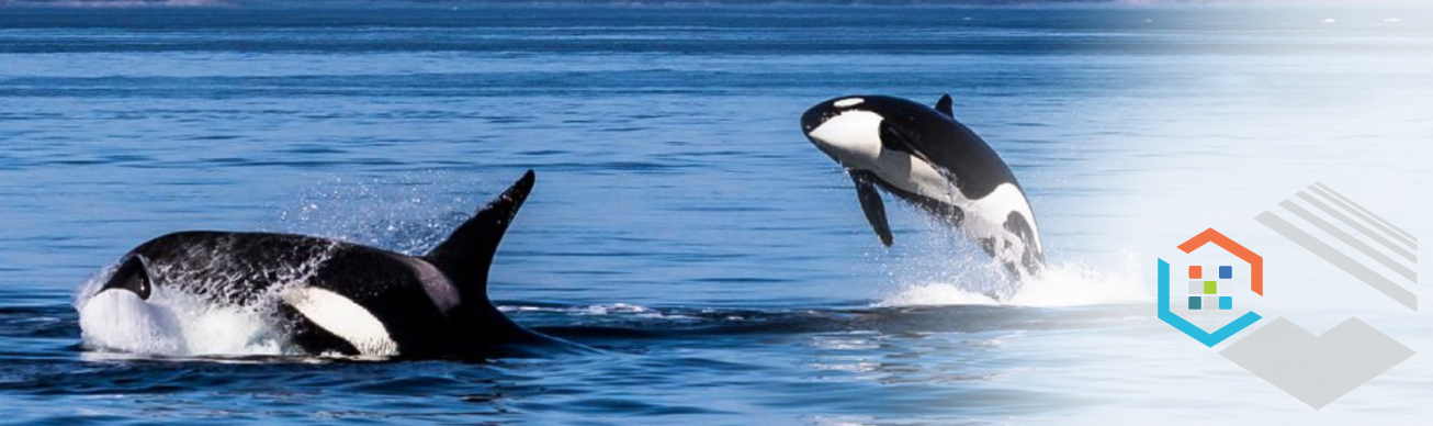 Two orca whales jumping out of the ocean