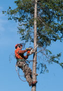 Arboriculteur à l'œuvre au sommet d'un arbre.