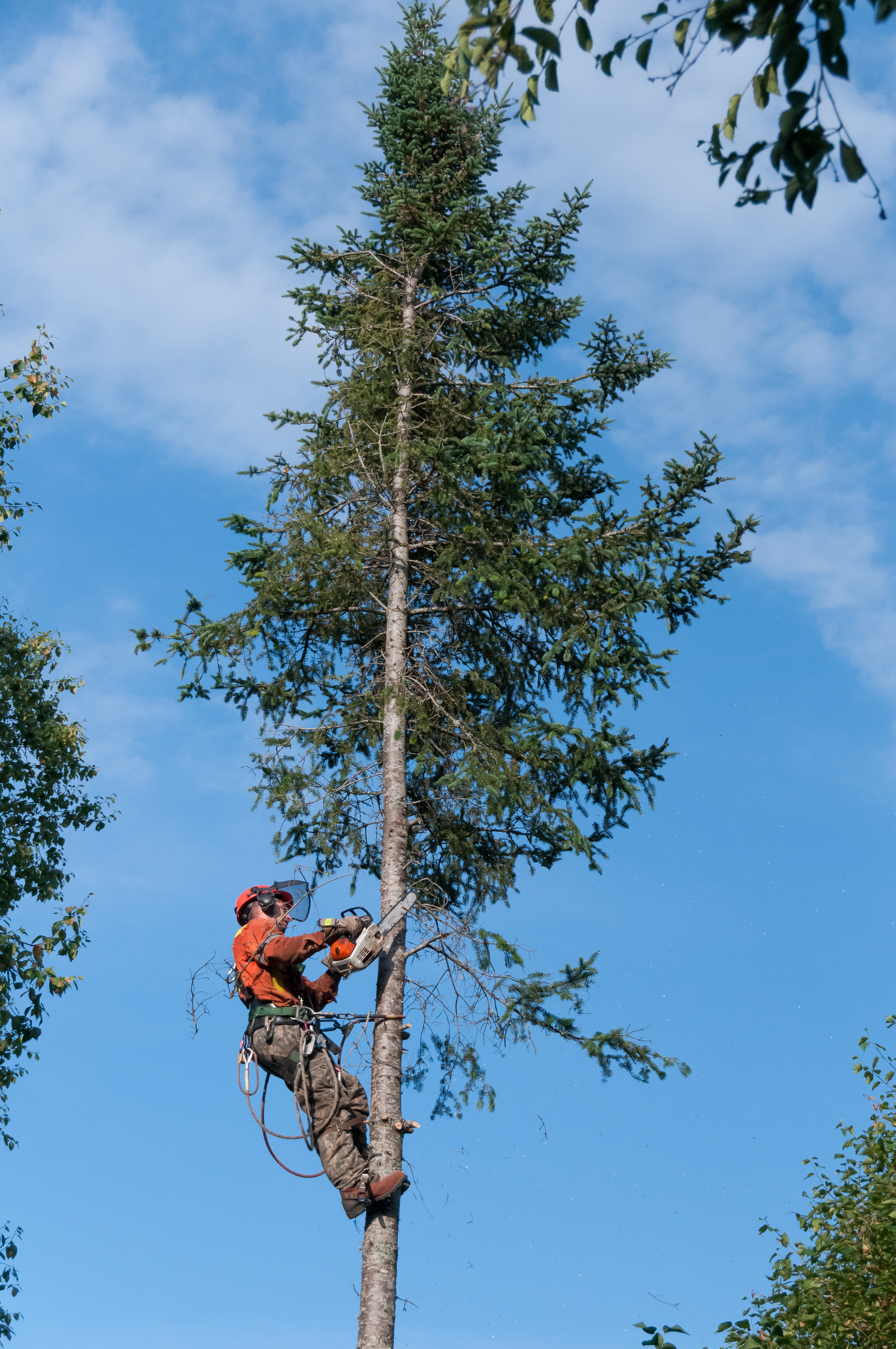 Forestry worker in a tree 