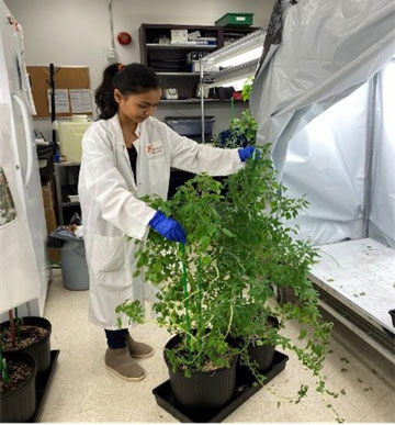 Amaranthus growing in grow tents in MIRL. Look at how tall and unruly it can get!