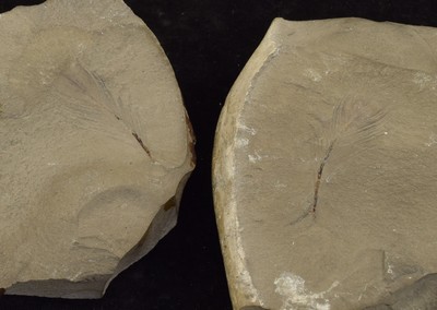 Fossil Feather