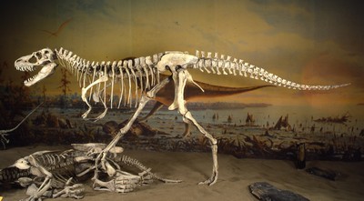 Albertosaurus