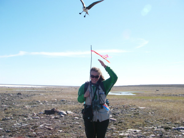 Coop summer student Lara Falkiner was dive-bombed by a nesting Parasitic Jaeger. As part of their defense mechanism, they will actively and persistently target potential threats while subtly leading the threat away from the nest location. It's hard not to be impressed at their thoroughness, but it still is strange to get 'thwaped' in the back of the head at the same time!