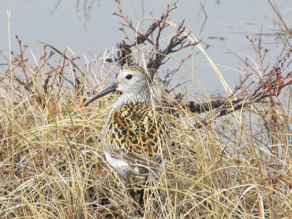 Dunlin
