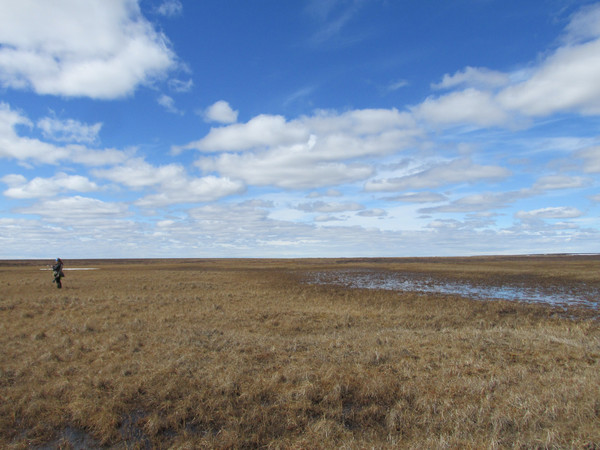 Shorebird researcher on the tundra