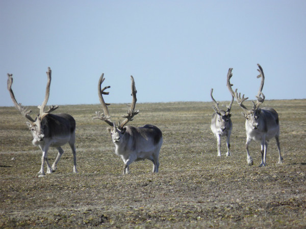 Des caribous mâles de Peary curieux sur l'île Bathurst s'approchent de nous pendant que nous ramassons leurs excréments en vue de travaux de génétique. Ce projet nous a permis de déterminer les limites de la population sans capturer ni manipuler les caribous. Quand les caribous sont présents en densité suffisante, nous n'avons besoin que d'un hélicoptère pour les trouver; ensuite, nous recueillons les échantillons à pied, ce qui permet de les déranger encore moins.