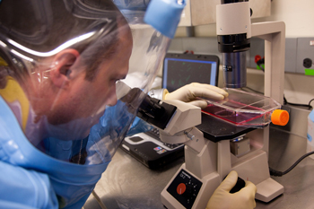 Studying Nipah virus in pigs