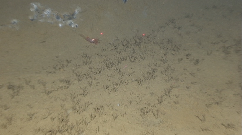 Patch of chemosynthetic worms found on the mud volcano.